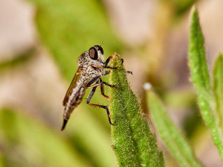 The aslidae (Asilidae) are a family of brachyceral dipterans of worldwide distribution with more...