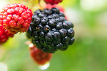 Close up of ripe and unripe blackberries on the bush with selective focus. Bunch of berries