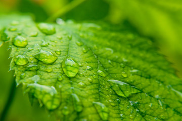 green background. Close up of water drops on green leave/ selective focus.