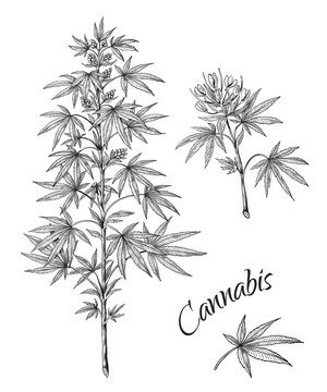 Hand drawn cannabis. Linear sketch of marijuana branch leaves and cones. Vector artwork hemp plant black contour isolated on white background