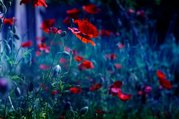 Plakat Red poppy flowers field