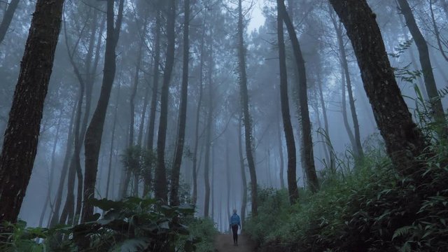 Woman walks through themisty foggy pine forest, Handled  shot No Color Grading shot
