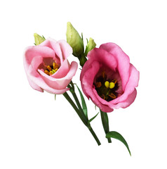 Pink eustoma flowers and buds
