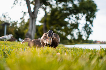 Ducks looking for food in the grass in public park, Viborg, Denmark