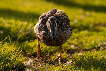 Ducks looking for food in the grass in public park, Viborg, Denmark