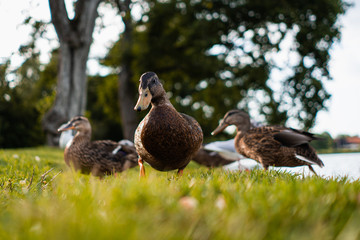 Ducks looking for food in the grass in public park, Viborg, Denmark