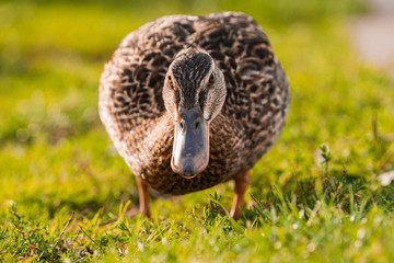 Ducks looking for food in the grass in public park, Viborg, Denmark