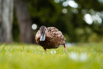 Ducks looking for food in the grass in public park, Viborg, Denmark