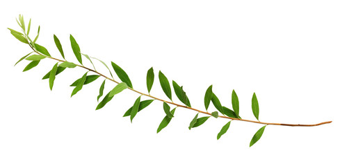 Green twig of spiraea leaves