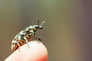 Weevil (Bothynoderes punctiventris) sits on a finger, pest of agricultural crops, macro.
