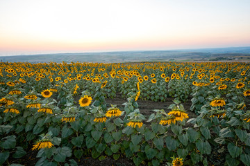 sunflowers in Istanbul at sunset
