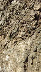 bark of a tree
