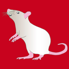 Curiouse white metal rat on red background.