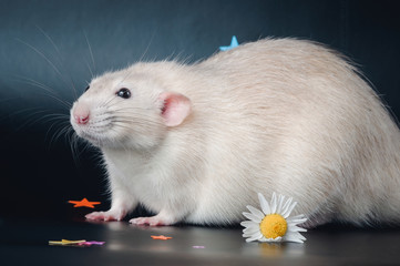 Fat rat with a flower on a black background