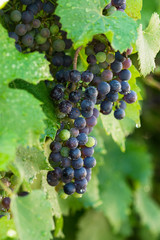 Bunch. Nature. Healthy diet. Ecology