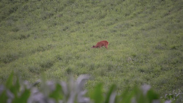 Deer feeding on field observing surroundings