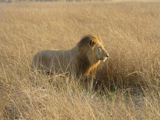 König der Tiere