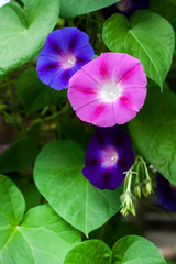Purple and blue Morning Glory (Ipomoea) flowers climbing