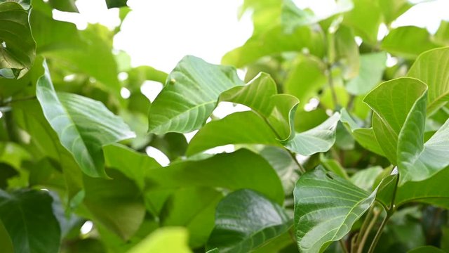 Fresh green leaves in the morning,4K footage