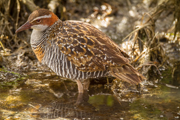 Australia, Buff-banded Rail (Gallirallus philippensis), Melbourne