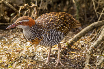 Australia, Buff-banded Rail (Gallirallus philippensis), Melbourne
