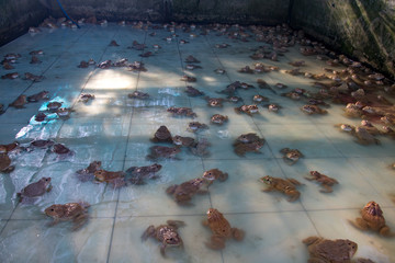 Breeding frogs in water reservoir, Thailand