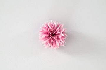 Beautiful pink cornflower flower on a uniform light white background. Spring or summer background with copy space for text. Minimal concept, copy space, flat lay.