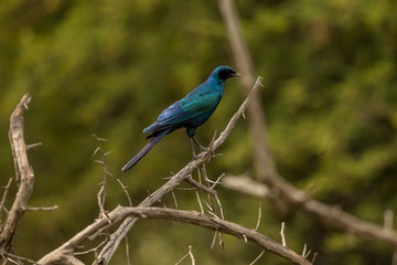 Burchell's Starling (Lamprotornis australis), Namibia