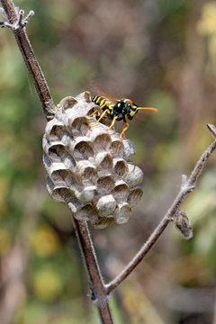 Feldwespe (Polistes sp.) wedelt k&uuml;hle Luft ans Nest, Peloponnes, Griechenland