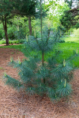 Longleaf pine in spring