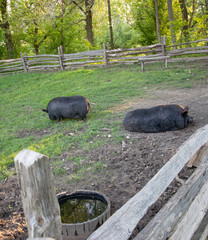 Two hogs in a split rail pen, one foraging, the other lying down.  Water barrel nearby.
