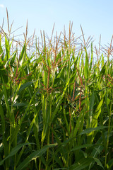 maize in bloom in august, sweet corn or zea mays or sweetcorn with purple colored flowers rural background