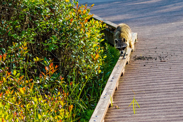 Raccoon walking along boardwalk