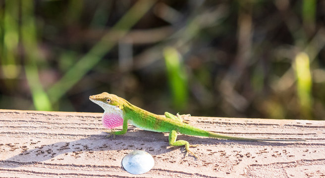 Green Anole Lizard