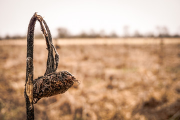 dried sunflower