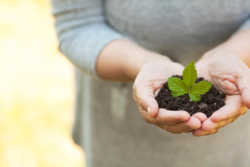 Plant in womans hands - grass background. Ecology 