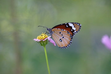 butterfly on flower