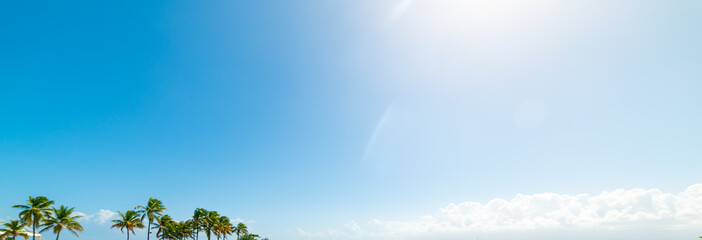 Obraz na płótnie Canvas Palm trees under a blue sky in Guadeloupe