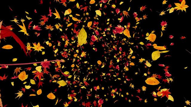 Autumn leaves dance in wind