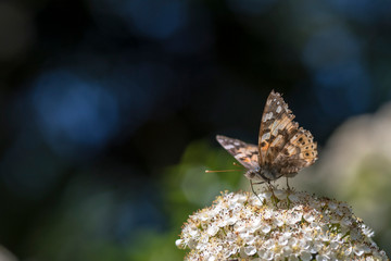 Einheimischer Schmetterling auf Blüte 