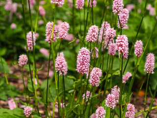Common bistort (Bistorta officinalis) flowering in a garden
