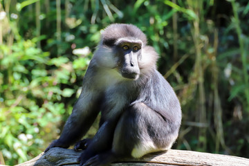 Portrait de Macaque de Tonkéan