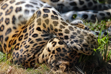 Panthère star (no photo) 