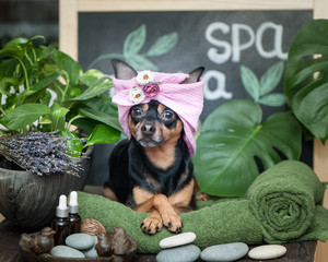 Massage and spa, a dog in a turban of a towel among the spa care items and plants. Funny concept grooming, washing and caring for animals