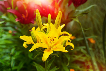 yellow and red lilies in the garden