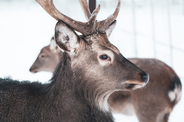 Sika deer ,  Cervus nippon, spotted deer  Macro portrait,   in the snow on a white background