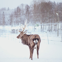 Noble Sika deer ,  Cervus nippon, spotted deer ,  walking in the snow on a white background