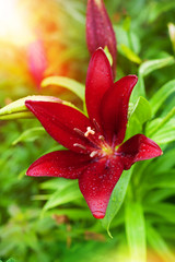 Red lily blooming in summer garden. Flowers Lilies  blossoming flower art design background. Nature and Gardening concept