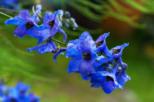 delphinium blue flower in the garden