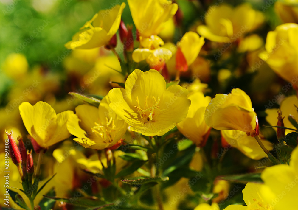 Wall mural Oenothera biennis Evening primrose yellow flowers in the garden